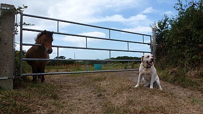 cotentin_10.jpg